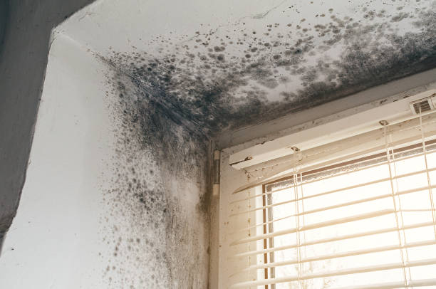 Affordable Mold Remediation solutions in West New York, NJ