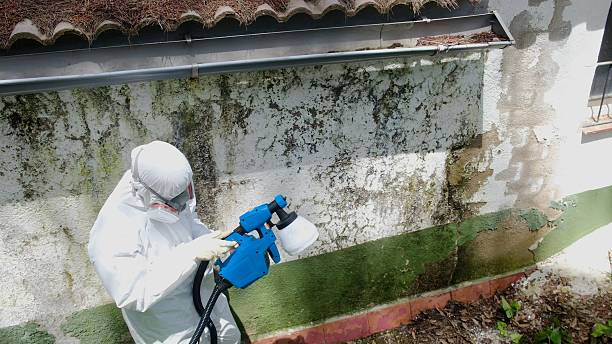 Top rated local Mold Remediation specialists in West New York, NJ